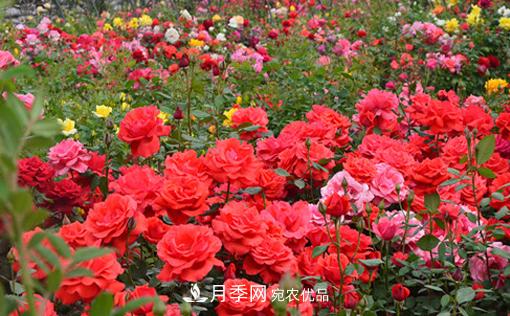怎么管理陽臺上的盆栽月季，方法是什么？(圖1)