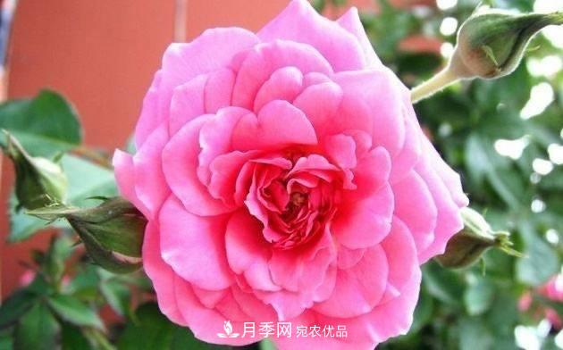 月季、薔薇、玫瑰有區(qū)別，懂得1點(diǎn)，全都能養(yǎng)好，開花一茬茬(圖1)