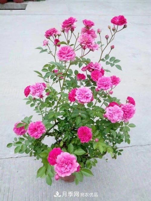 月季、薔薇、玫瑰有區(qū)別，懂得1點(diǎn)，全都能養(yǎng)好，開花一茬茬(圖3)