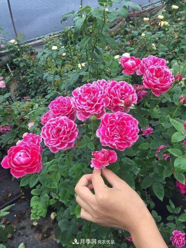 月季、薔薇、玫瑰有區(qū)別，懂得1點(diǎn)，全都能養(yǎng)好，開花一茬茬(圖2)