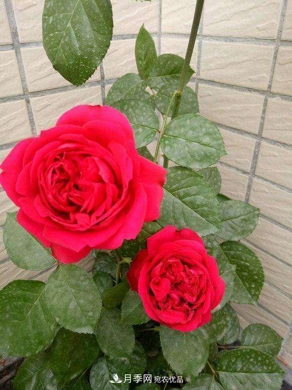 月季、薔薇、玫瑰有區(qū)別，懂得1點(diǎn)，全都能養(yǎng)好，開花一茬茬(圖4)