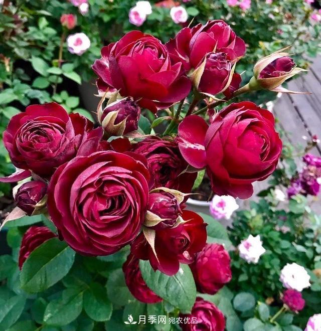 月季、薔薇、玫瑰有區(qū)別，懂得1點(diǎn)，全都能養(yǎng)好，開花一茬茬(圖6)