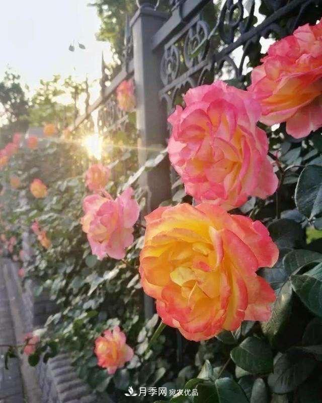 月季、薔薇、玫瑰有區(qū)別，懂得1點(diǎn)，全都能養(yǎng)好，開花一茬茬(圖5)