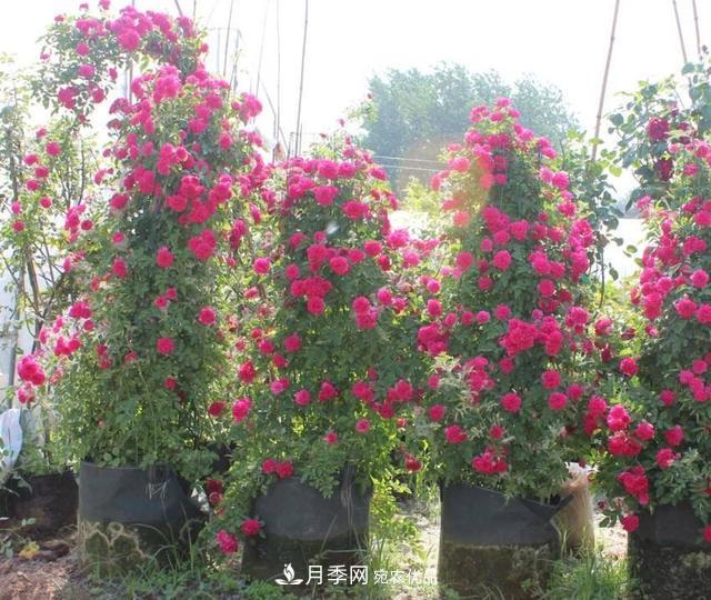 月季、薔薇、玫瑰有區(qū)別，懂得1點(diǎn)，全都能養(yǎng)好，開花一茬茬(圖7)