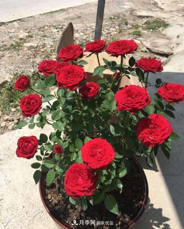 月季、薔薇、玫瑰有區(qū)別，懂得1點(diǎn)，全都能養(yǎng)好，開花一茬茬(圖8)