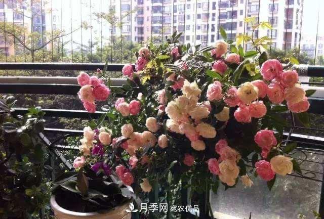 月季、薔薇、玫瑰有區(qū)別，懂得1點(diǎn)，全都能養(yǎng)好，開花一茬茬(圖10)