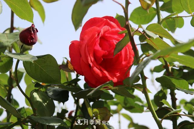 陜西咸陽(yáng)兩寺渡公園百畝“月季樹(shù)”絢爛綻放惹人愛(ài)！(圖2)