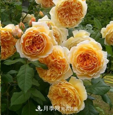 盤(pán)點(diǎn)各國(guó)的灌木月季品種，哪些是不可錯(cuò)過(guò)的經(jīng)典品種！(圖2)