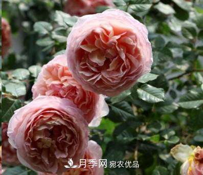 盤(pán)點(diǎn)各國(guó)的灌木月季品種，哪些是不可錯(cuò)過(guò)的經(jīng)典品種！(圖1)