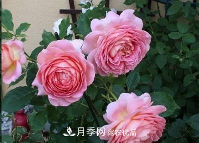 盤(pán)點(diǎn)各國(guó)的灌木月季品種，哪些是不可錯(cuò)過(guò)的經(jīng)典品種！(圖4)