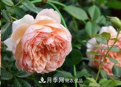 盤(pán)點(diǎn)各國(guó)的灌木月季品種，哪些是不可錯(cuò)過(guò)的經(jīng)典品種！(圖5)