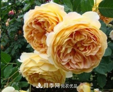 盤(pán)點(diǎn)各國(guó)的灌木月季品種，哪些是不可錯(cuò)過(guò)的經(jīng)典品種！(圖3)