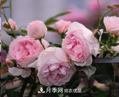 盤(pán)點(diǎn)各國(guó)的灌木月季品種，哪些是不可錯(cuò)過(guò)的經(jīng)典品種！(圖6)