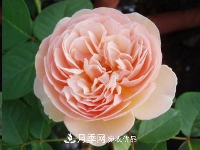 盤(pán)點(diǎn)各國(guó)的灌木月季品種，哪些是不可錯(cuò)過(guò)的經(jīng)典品種！(圖7)