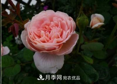 盤(pán)點(diǎn)各國(guó)的灌木月季品種，哪些是不可錯(cuò)過(guò)的經(jīng)典品種！(圖9)