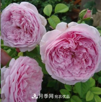盤(pán)點(diǎn)各國(guó)的灌木月季品種，哪些是不可錯(cuò)過(guò)的經(jīng)典品種！(圖8)