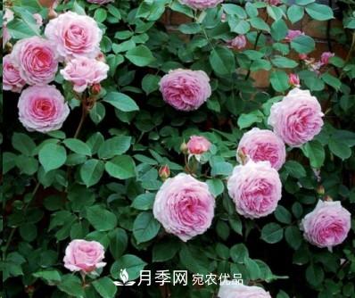 盤(pán)點(diǎn)各國(guó)的灌木月季品種，哪些是不可錯(cuò)過(guò)的經(jīng)典品種！(圖10)