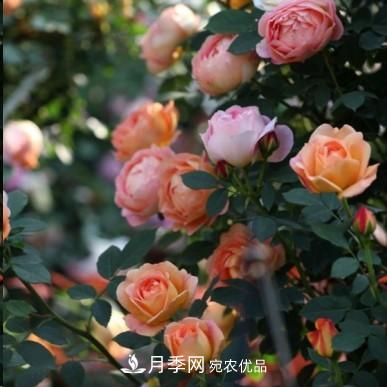 盤(pán)點(diǎn)各國(guó)的灌木月季品種，哪些是不可錯(cuò)過(guò)的經(jīng)典品種！(圖11)