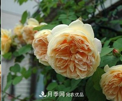 盤(pán)點(diǎn)各國(guó)的灌木月季品種，哪些是不可錯(cuò)過(guò)的經(jīng)典品種！(圖12)