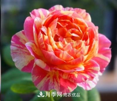 盤(pán)點(diǎn)各國(guó)的灌木月季品種，哪些是不可錯(cuò)過(guò)的經(jīng)典品種！(圖15)