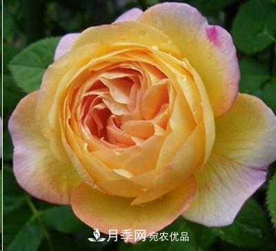 盤(pán)點(diǎn)各國(guó)的灌木月季品種，哪些是不可錯(cuò)過(guò)的經(jīng)典品種！(圖14)