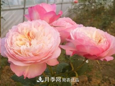 盤(pán)點(diǎn)各國(guó)的灌木月季品種，哪些是不可錯(cuò)過(guò)的經(jīng)典品種！(圖13)