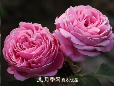 盤(pán)點(diǎn)各國(guó)的灌木月季品種，哪些是不可錯(cuò)過(guò)的經(jīng)典品種！(圖17)