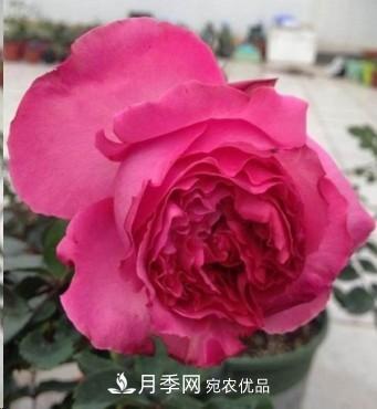 盤(pán)點(diǎn)各國(guó)的灌木月季品種，哪些是不可錯(cuò)過(guò)的經(jīng)典品種！(圖16)