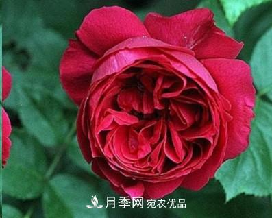 盤(pán)點(diǎn)各國(guó)的灌木月季品種，哪些是不可錯(cuò)過(guò)的經(jīng)典品種！(圖18)