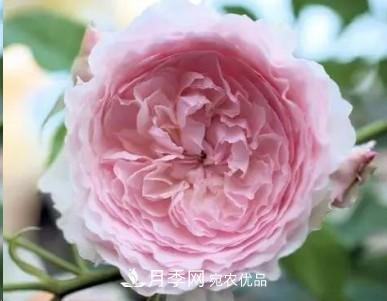 盤(pán)點(diǎn)各國(guó)的灌木月季品種，哪些是不可錯(cuò)過(guò)的經(jīng)典品種！(圖20)