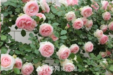 盤(pán)點(diǎn)各國(guó)的灌木月季品種，哪些是不可錯(cuò)過(guò)的經(jīng)典品種！(圖19)