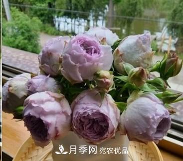 盤(pán)點(diǎn)各國(guó)的灌木月季品種，哪些是不可錯(cuò)過(guò)的經(jīng)典品種！(圖21)