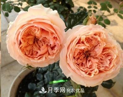 盤(pán)點(diǎn)各國(guó)的灌木月季品種，哪些是不可錯(cuò)過(guò)的經(jīng)典品種！(圖23)