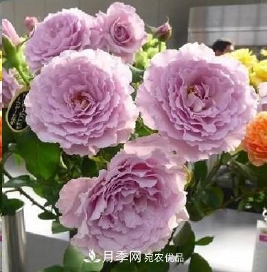 盤(pán)點(diǎn)各國(guó)的灌木月季品種，哪些是不可錯(cuò)過(guò)的經(jīng)典品種！(圖22)