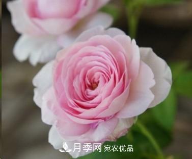盤(pán)點(diǎn)各國(guó)的灌木月季品種，哪些是不可錯(cuò)過(guò)的經(jīng)典品種！(圖25)