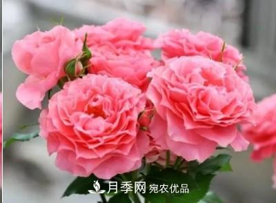 盤(pán)點(diǎn)各國(guó)的灌木月季品種，哪些是不可錯(cuò)過(guò)的經(jīng)典品種！(圖24)