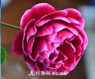 盤(pán)點(diǎn)各國(guó)的灌木月季品種，哪些是不可錯(cuò)過(guò)的經(jīng)典品種！(圖28)
