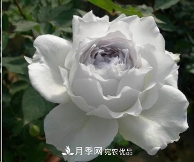 盤(pán)點(diǎn)各國(guó)的灌木月季品種，哪些是不可錯(cuò)過(guò)的經(jīng)典品種！(圖27)