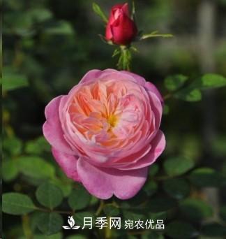 盤(pán)點(diǎn)各國(guó)的灌木月季品種，哪些是不可錯(cuò)過(guò)的經(jīng)典品種！(圖26)