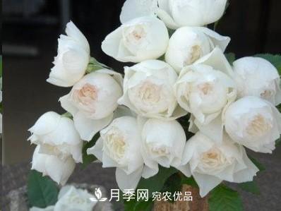 盤(pán)點(diǎn)各國(guó)的灌木月季品種，哪些是不可錯(cuò)過(guò)的經(jīng)典品種！(圖30)