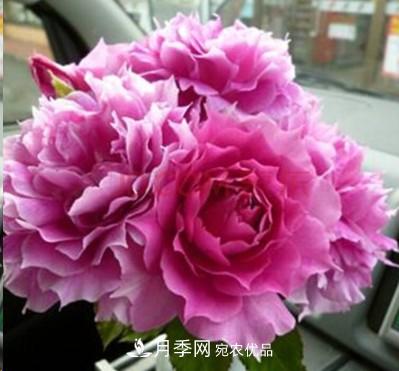 盤(pán)點(diǎn)各國(guó)的灌木月季品種，哪些是不可錯(cuò)過(guò)的經(jīng)典品種！(圖29)
