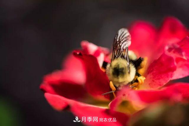 一年開360天！這個(gè)獲得AARS大獎(jiǎng)的藤本月季簡直逆天！(圖5)