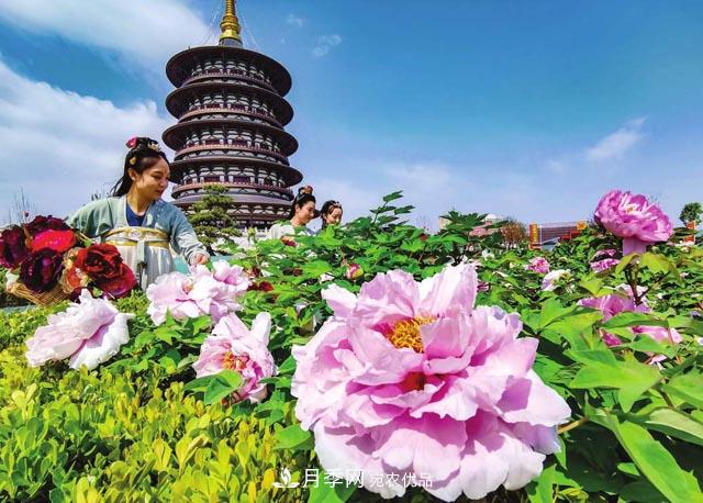 洛陽牡丹節(jié)文化源頭，來自宋代洛陽的牡丹情結(jié)(圖2)