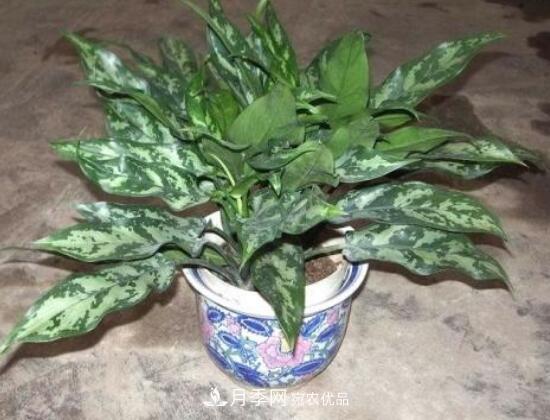 萬年青有哪些品種，萬年青的品種圖片大全(圖5)