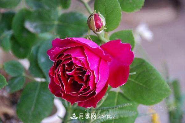 耐看的10種月季推薦：非常養(yǎng)眼，你養(yǎng)過幾種(圖5)