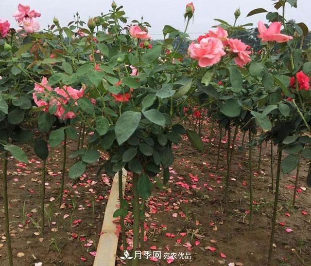 棒棒糖月季嫁接方法是什么？(圖1)