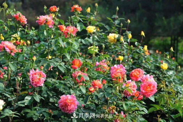 藤本月季小苗如何移栽？如何修剪？(圖1)