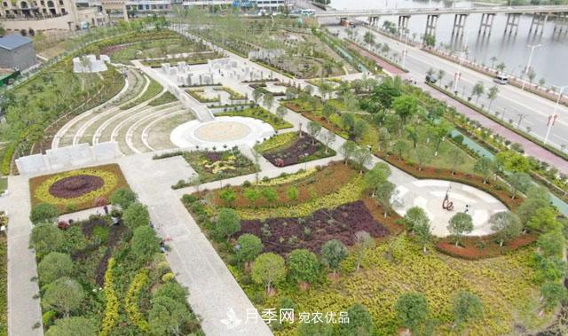 南陽月季：唐河縣圓滿完成月季“三個(gè)一”工程建設(shè)任務(wù)(圖2)