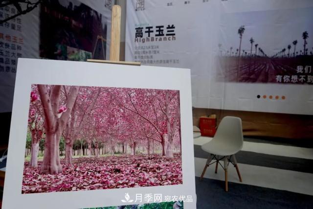焦“綠”的苗木人，在山東昌邑園林花木會展上收獲了什么(圖2)