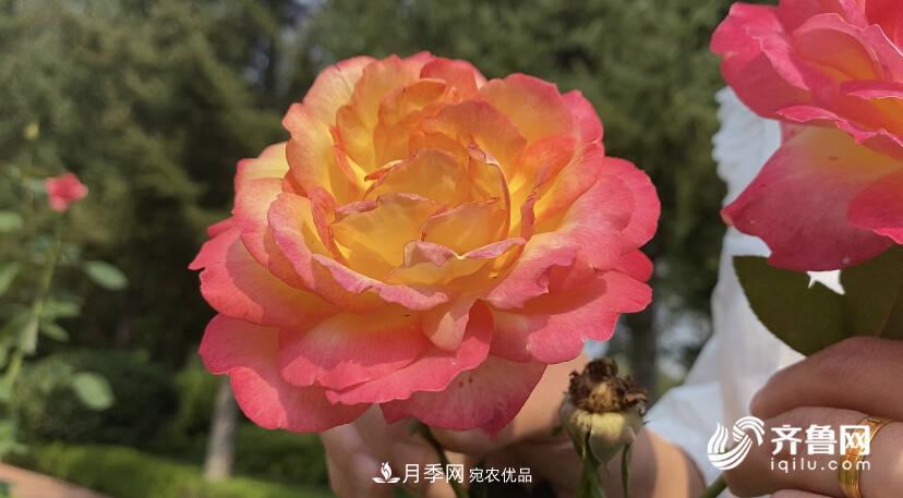山東濟(jì)南網(wǎng)紅打卡地！帶您看姹紫嫣紅的月季花海(圖2)
